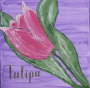 Tulpe